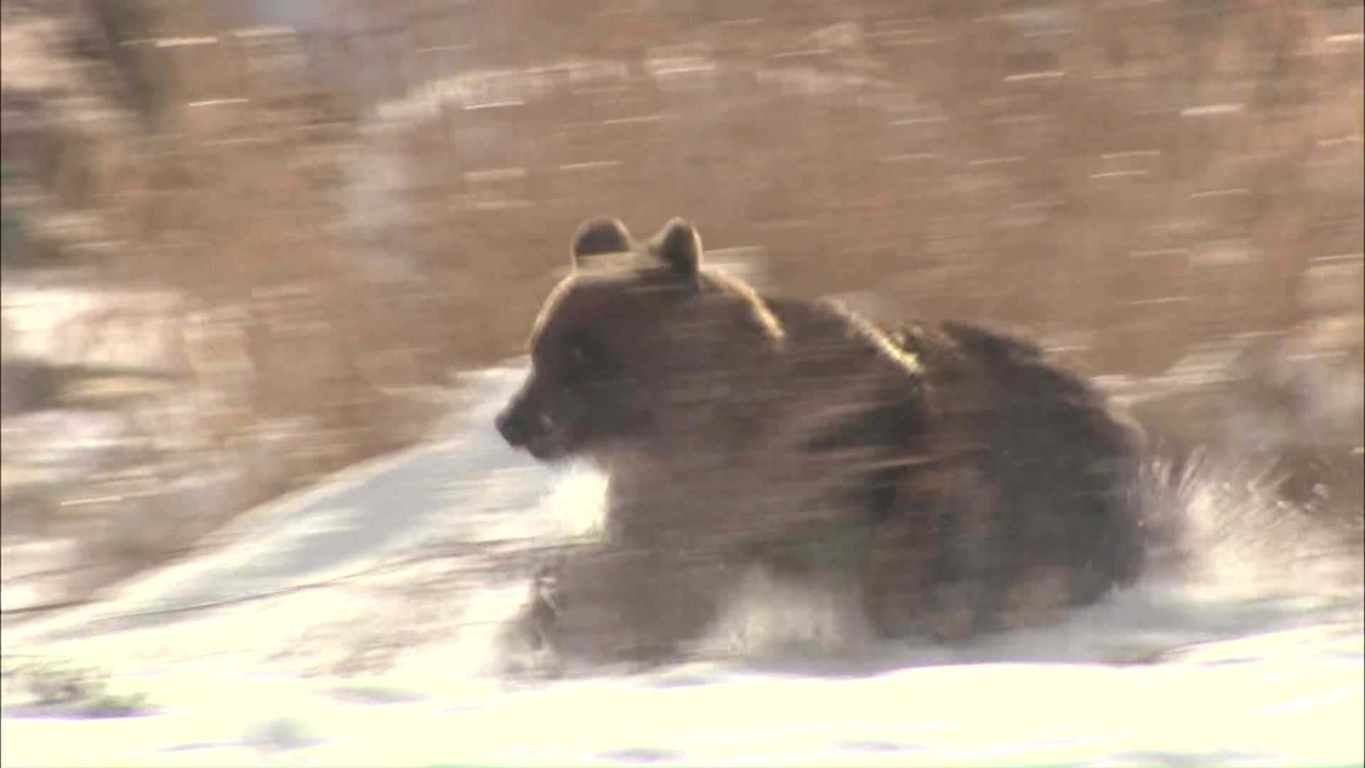 芦別市で目撃されたクマ(2023年12月)