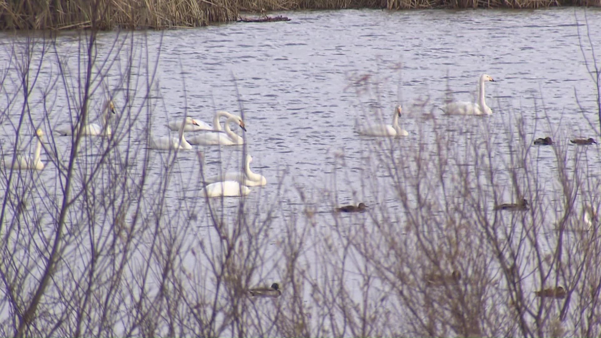 舞鶴遊水地には白鳥が！