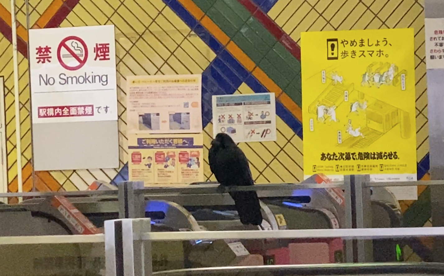 地下鉄東西線西11丁目駅に迷い込んだカラス