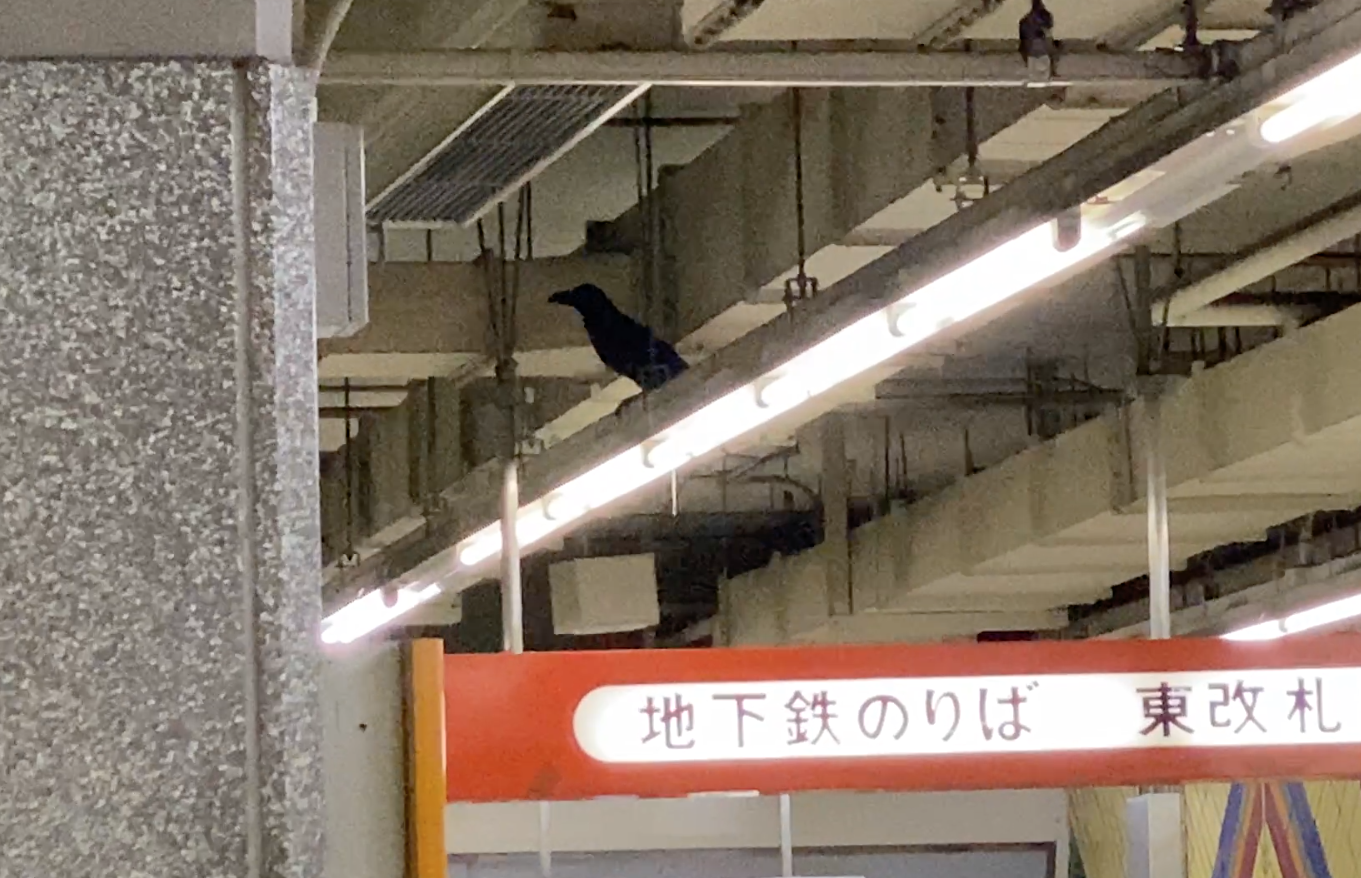 地下鉄東西線西11丁目駅に迷い込んだカラス