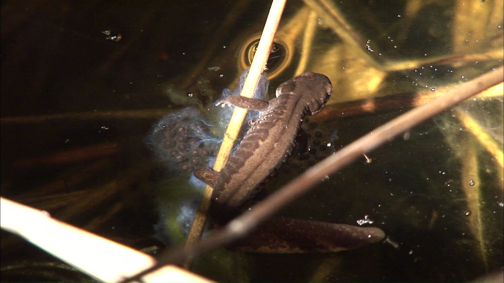 キタサンショウウオ