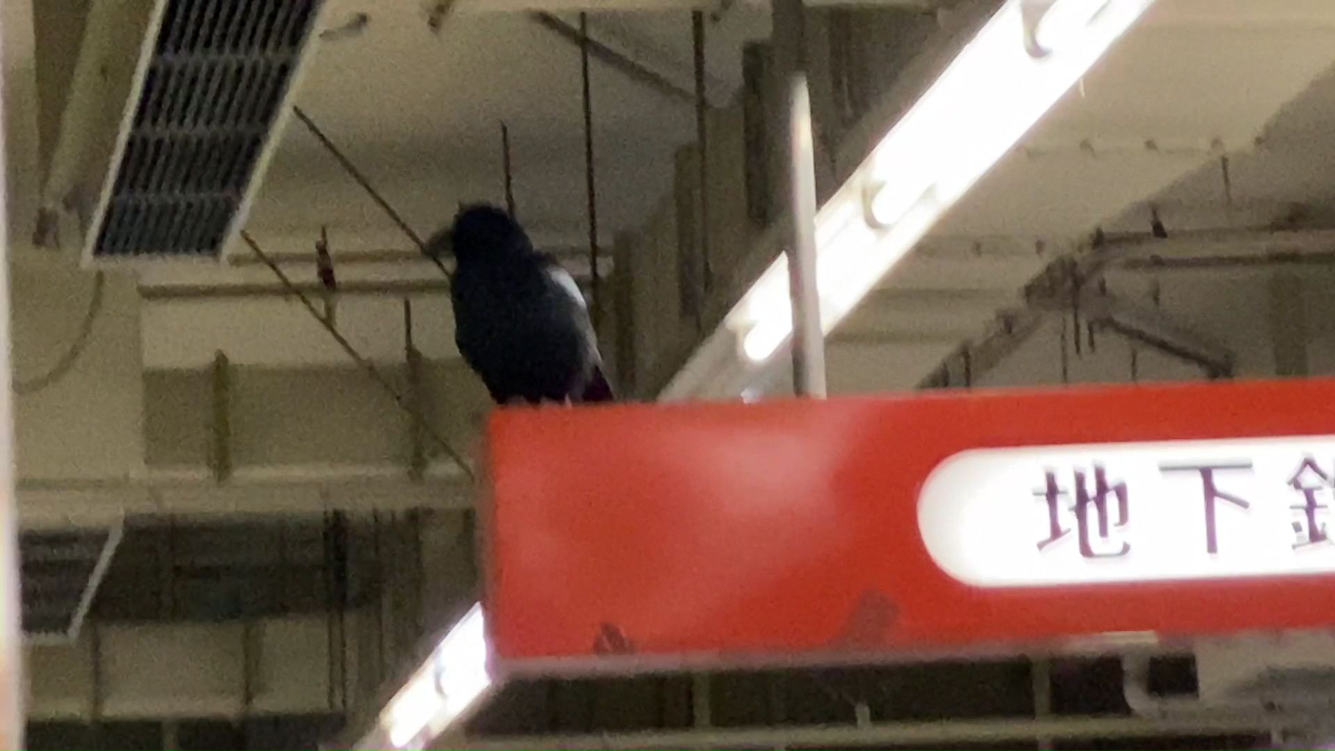 迷い込んだ1羽のカラス