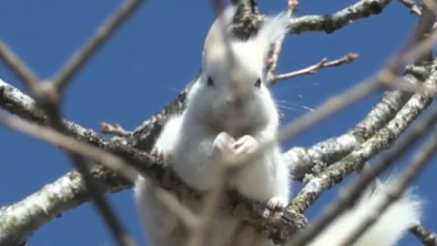 白いエゾリス