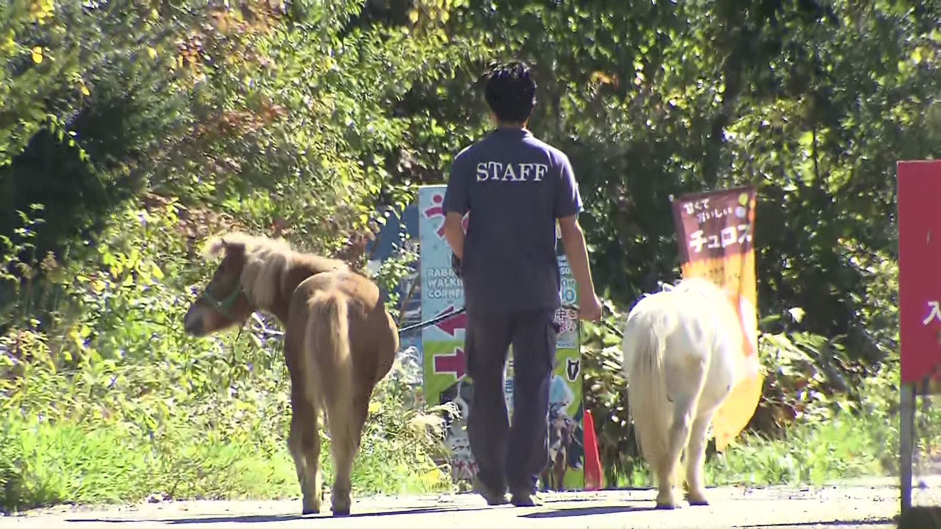 「今月中にポニーやアヒルなど、合わせて14匹を移動させる」と記載