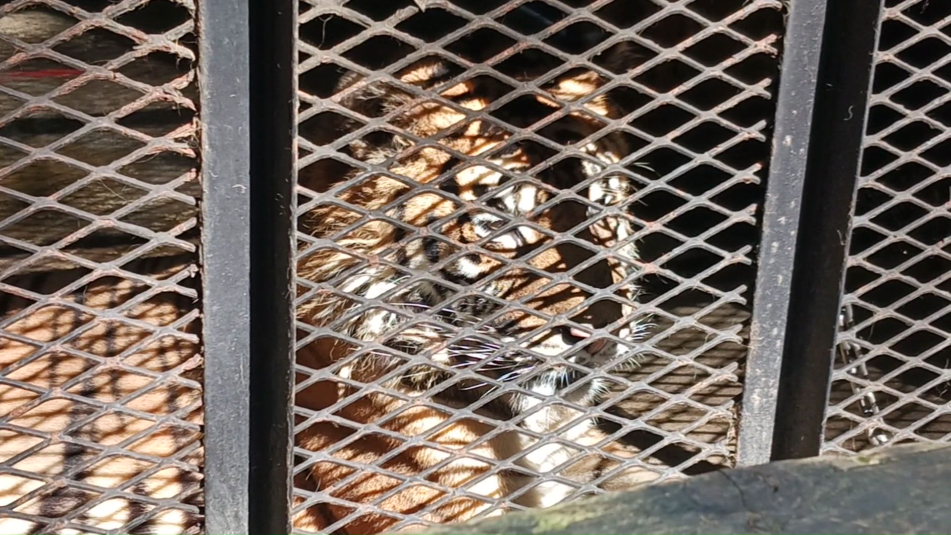 園内には11月30日時点で256匹の動物が―