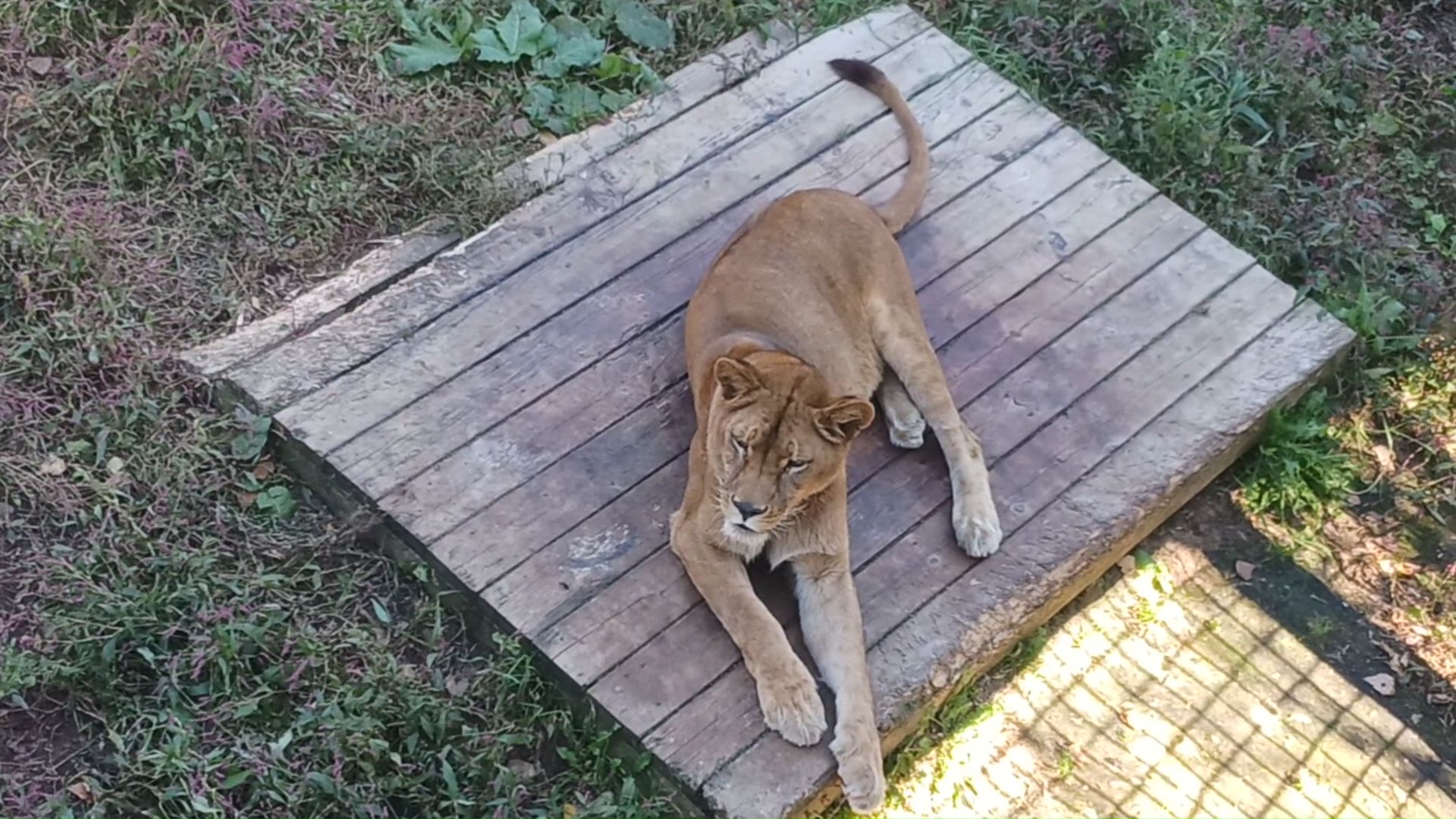 営業時のノースサファリの様子(撮影:視聴者)