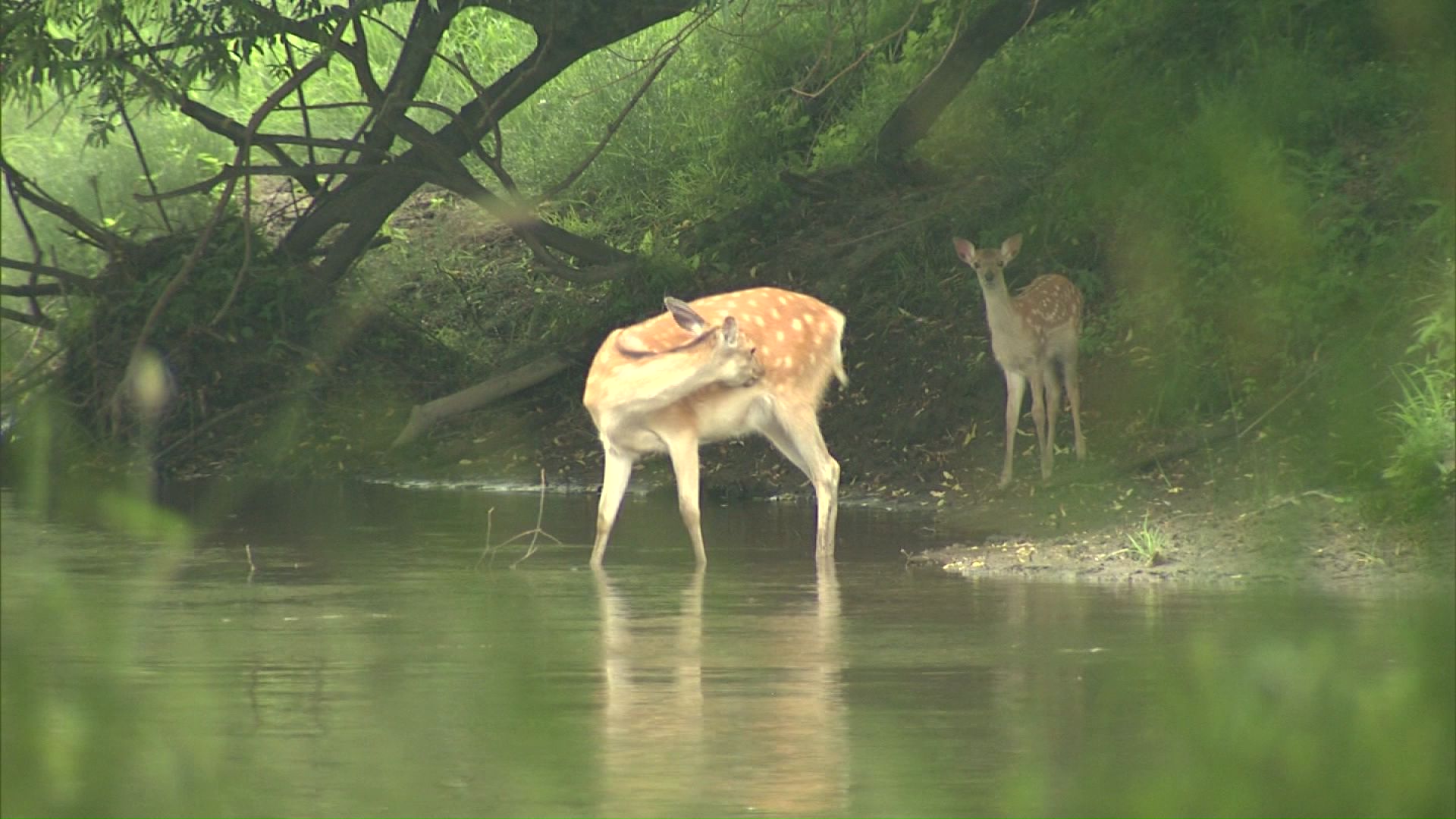 希少生物や住環境への影響が危ぶまれる