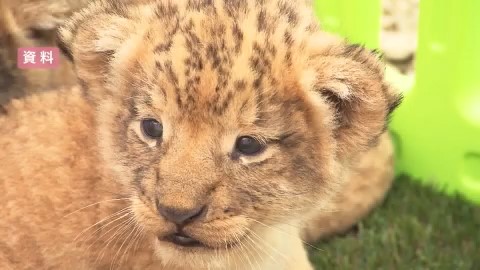 ノースサファリサッポロのライオンの子ども(資料)