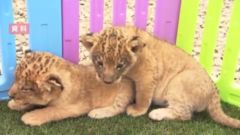 ノースサファリサッポロのライオンの子ども（資料）