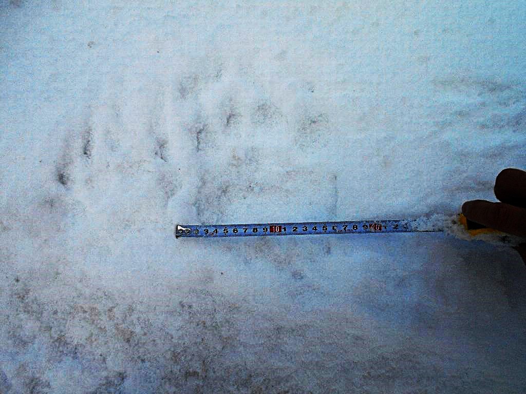 クマの足跡(提供:道警)