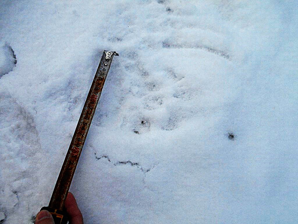 クマの足跡(提供:道警)