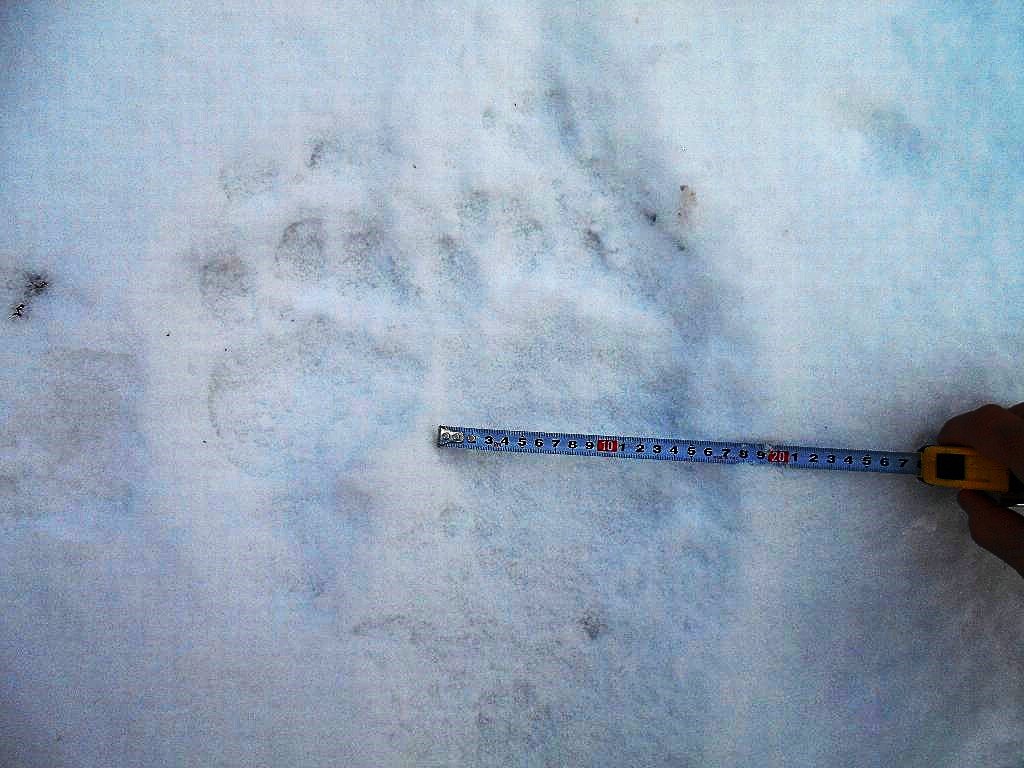 クマの足跡（提供：道警）