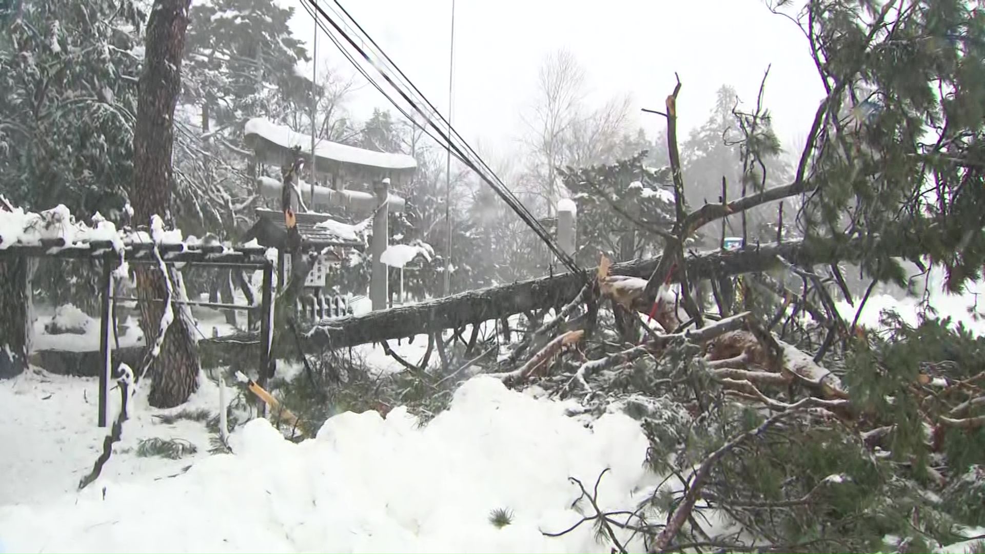 神社の木が倒れ電線に―