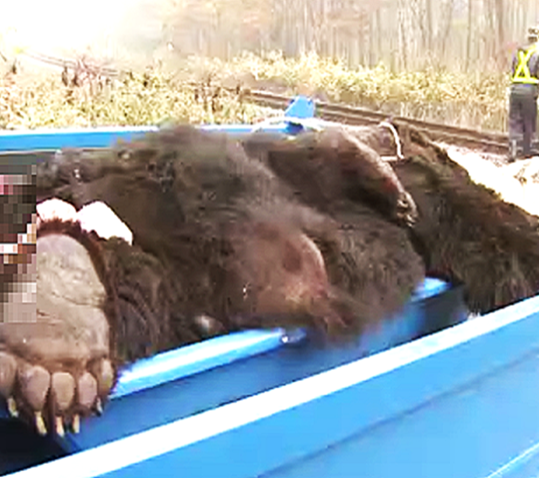 資料:列車と衝突したクマ…生きているか死んでいるかわからない場合も