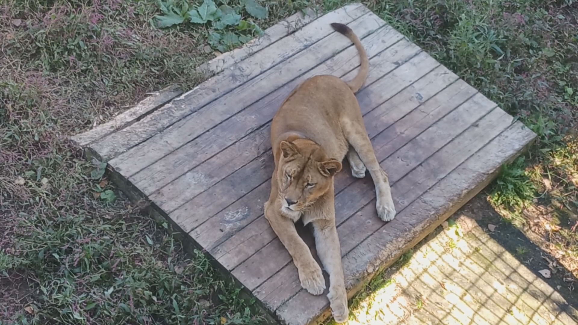 ノースサファリの動物