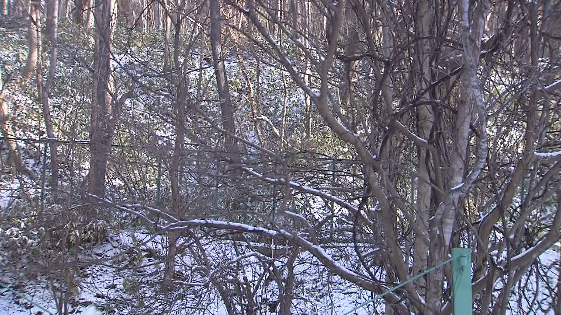 クマが来たとされる円山原生林