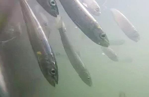 【資料】イワシの大群（2020年 函館港）