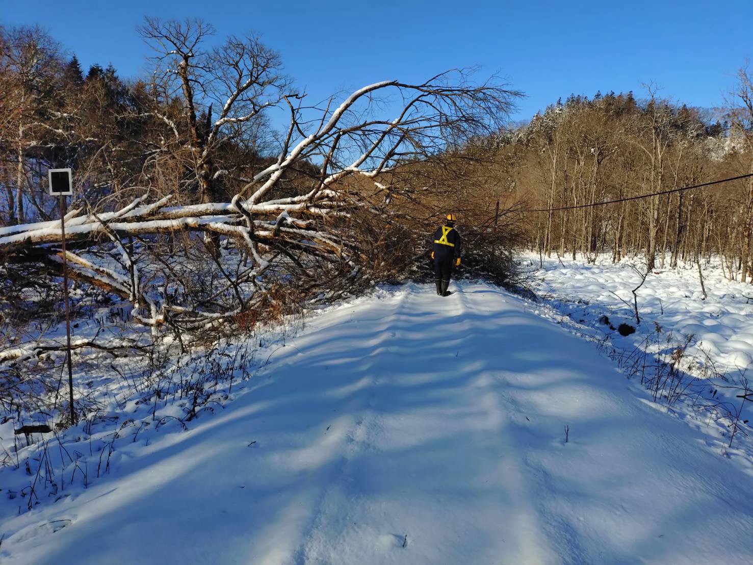 16日午前9時ごろ・花咲線の別保―上尾幌間に積もった雪と倒木（提供：JR北海道）