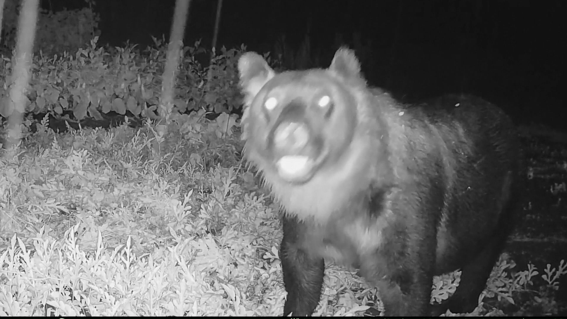 2025年は人里に出没するクマが急増