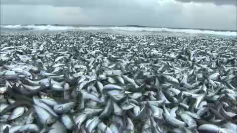 【資料】2023年12月　函館市の海岸に押し寄せたイワシの大群