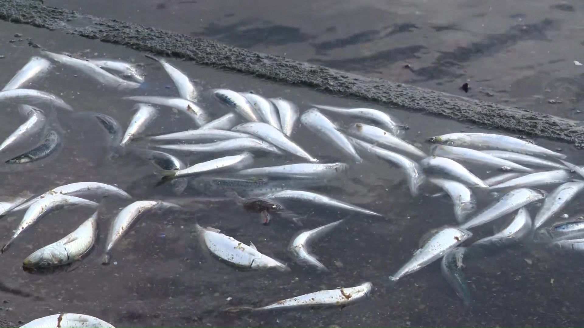 大量のイワシの死がい