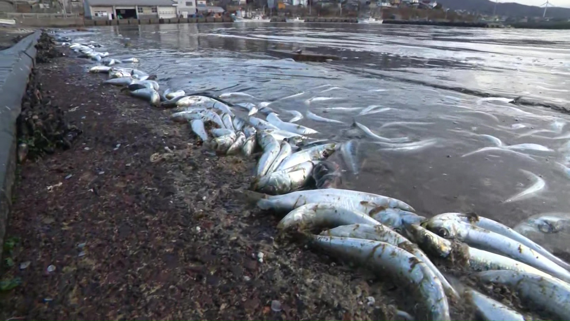 漂着したイワシ(松前町 18日)