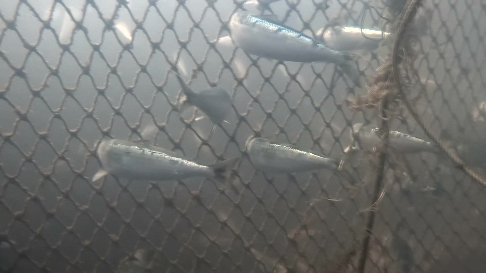 網に突き刺さったイワシの群れ（松前町 江良漁港 18日）