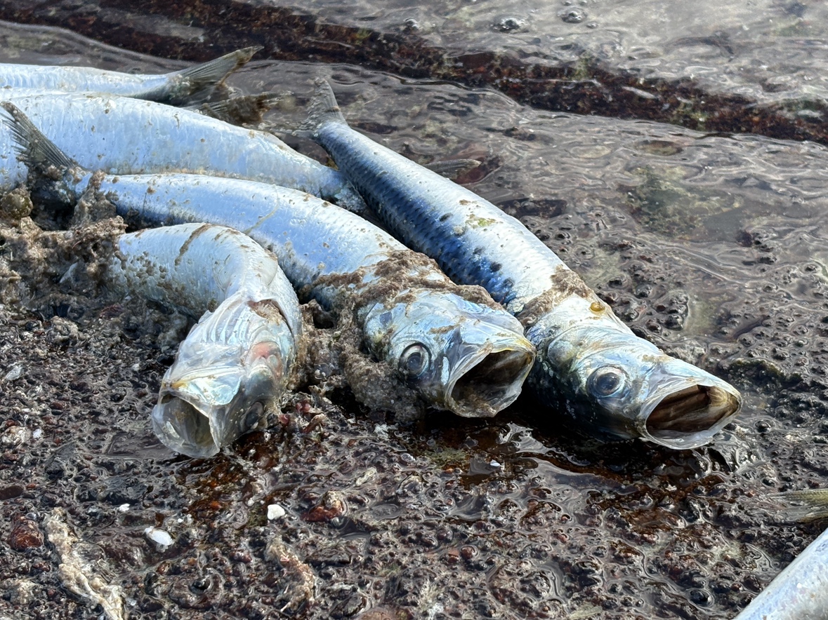 大きな生物に追われイワシがパニック状態に