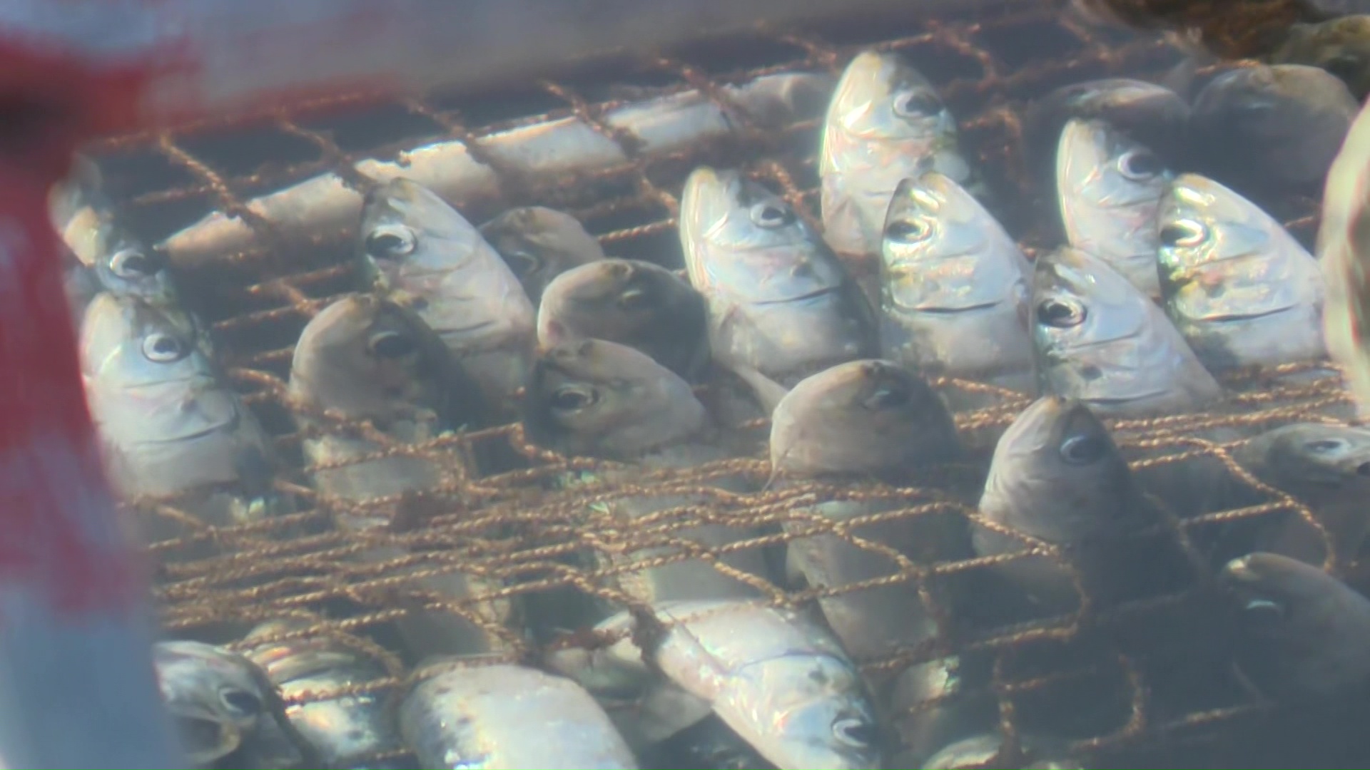 より多くの酸素を消費し港が酸欠状態に…