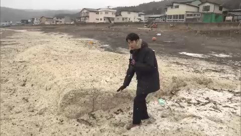 海岸を覆いつくすイワシの骨(函館市 2024年1月)