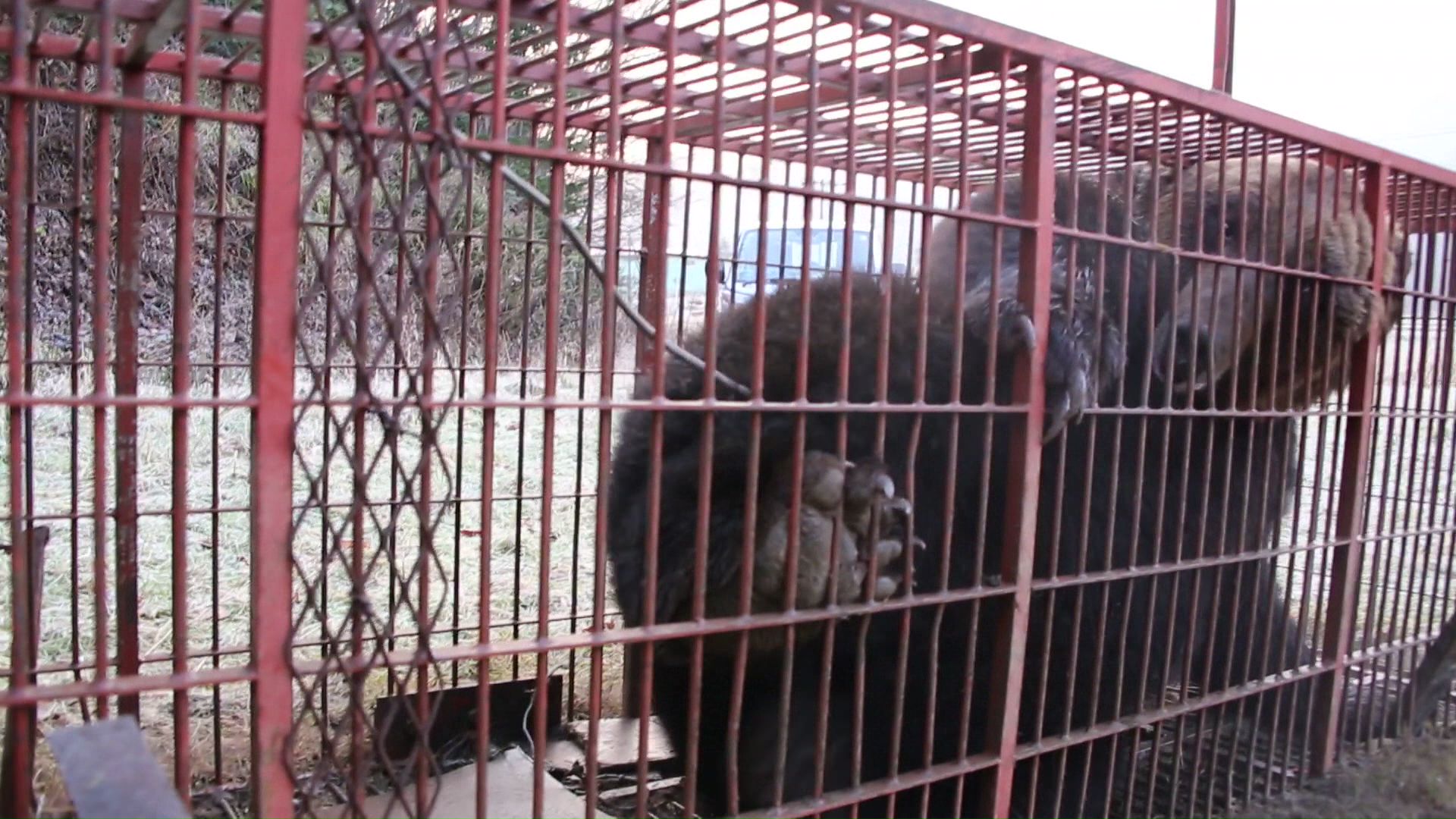 巨大グマは箱わなにかかり駆除された
