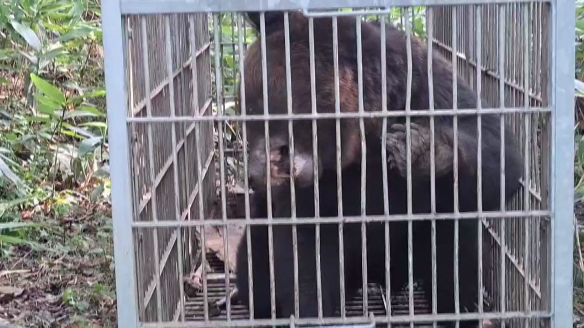 クマが餌不足の状態で冬眠に入ったこの冬は注意が必要