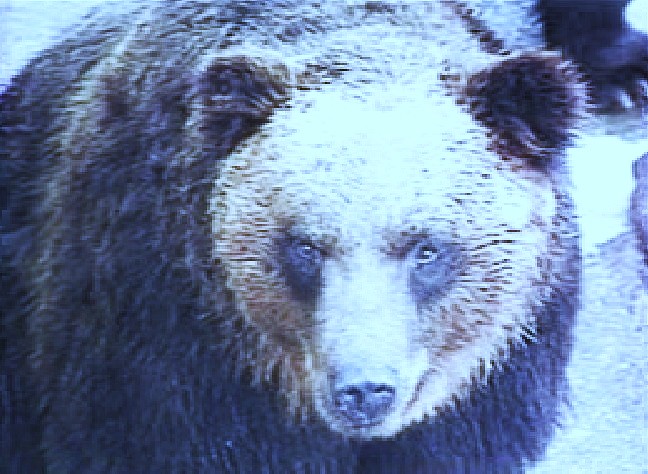 細胞レベルで「冬眠モード」を備えているクマ