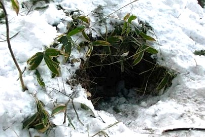 【資料】ヒグマの巣穴