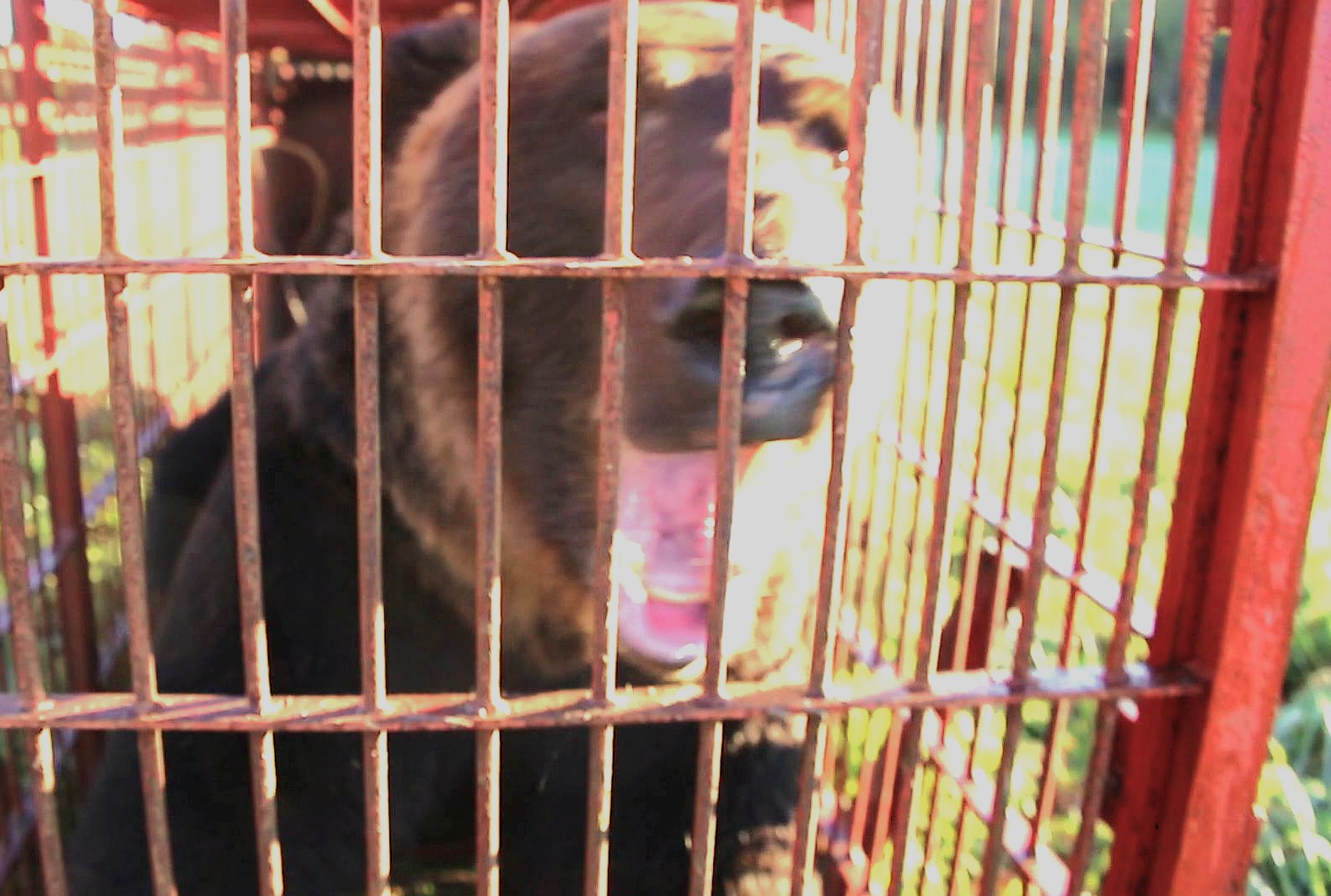  箱わなにかかったヒグマ