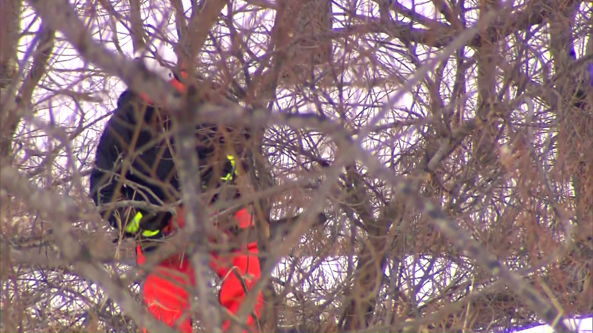 チェーンソーで木の伐採作業を行う作業員