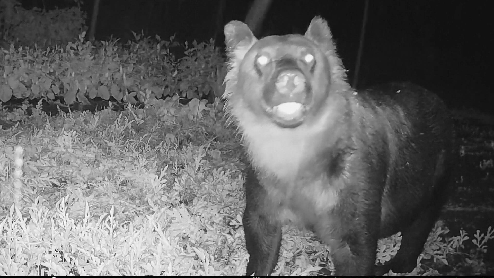 クマによる被害は過去最多(提供:視聴者)