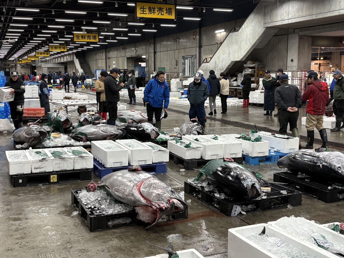 競りにかけられた大量のマグロ(函館市水産物地方卸売市場 12月25日撮影)