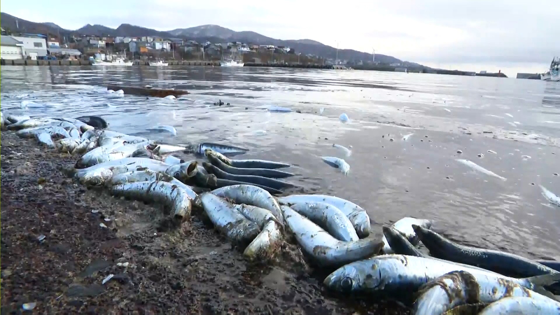 打ち上げられたイワシ