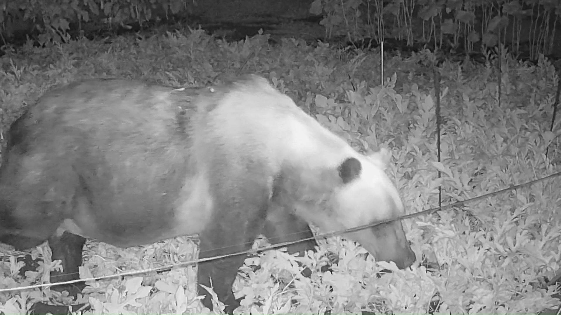 北海道各地でヒグマによる被害が相次いでいる(資料)