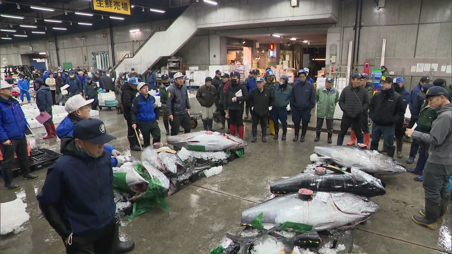 去年と比べ水揚げ量が増加