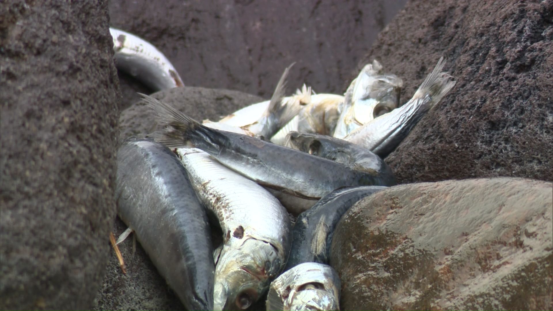 温泉にもイワシの被害が