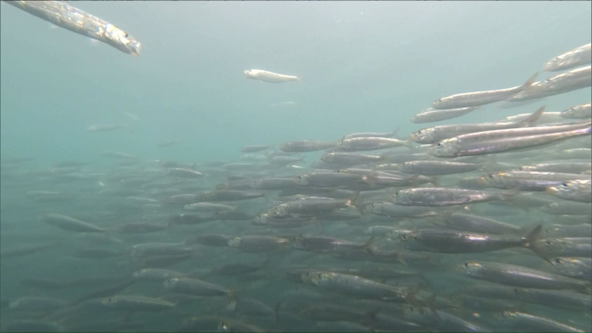なぜイワシが大量に？