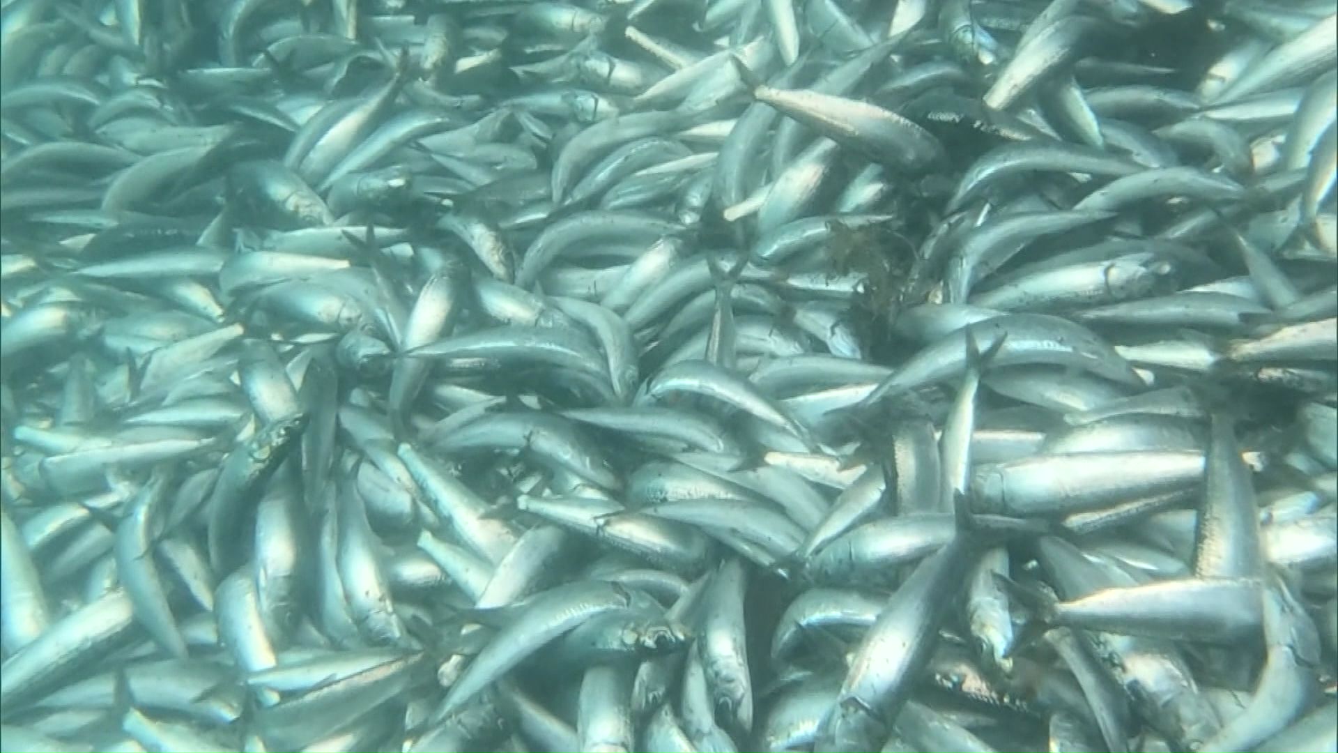 今後もイワシが押し寄せる可能性も