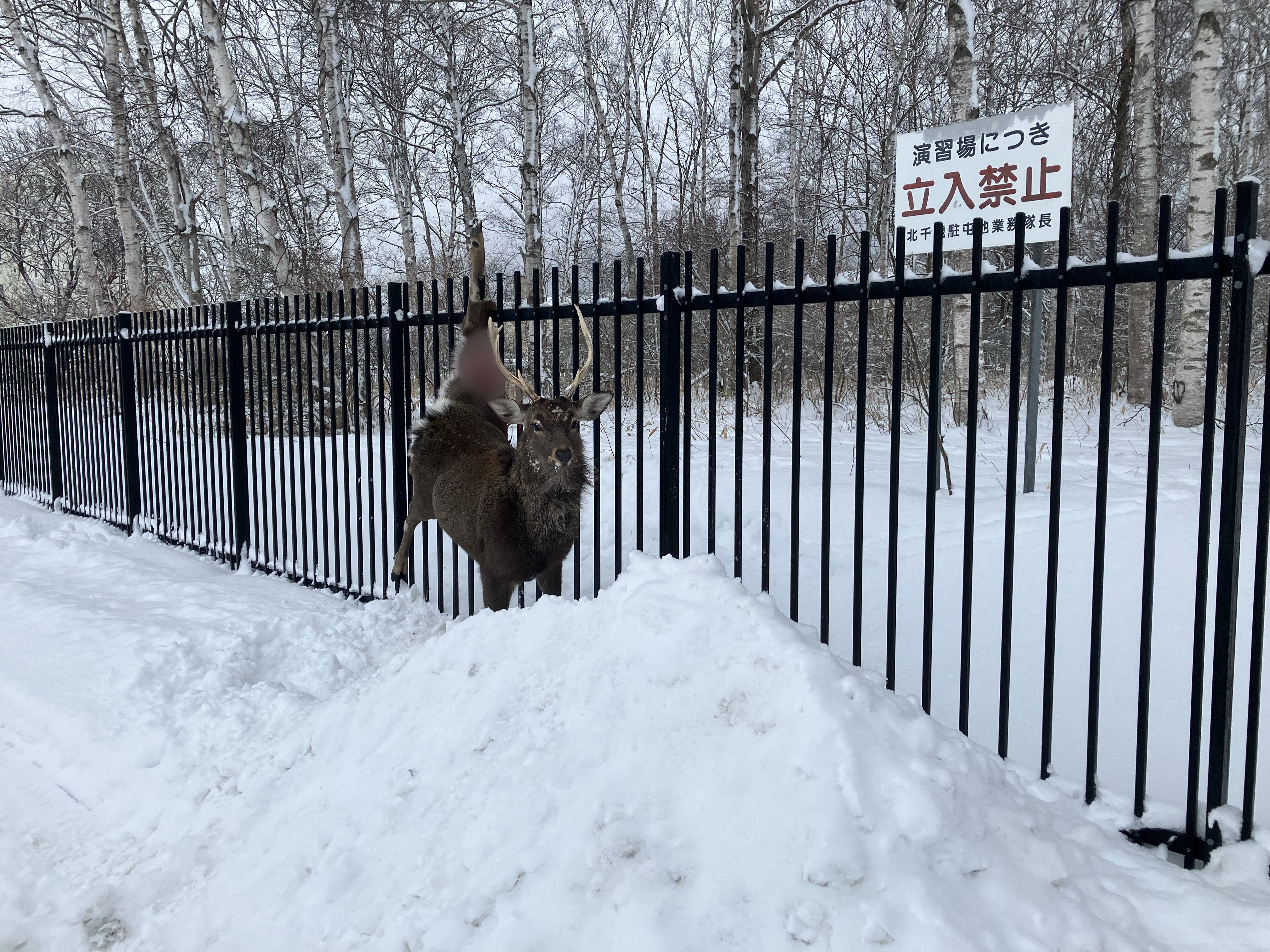 左足の付け根付近が柵に刺さり、動けなくなったエゾシカ（北海道千歳市）