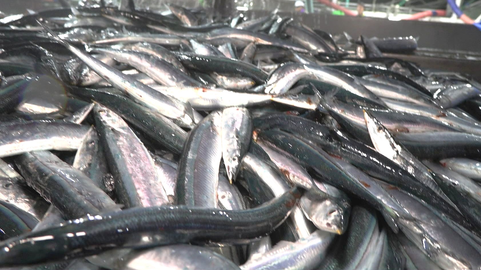 【資料】サンマ