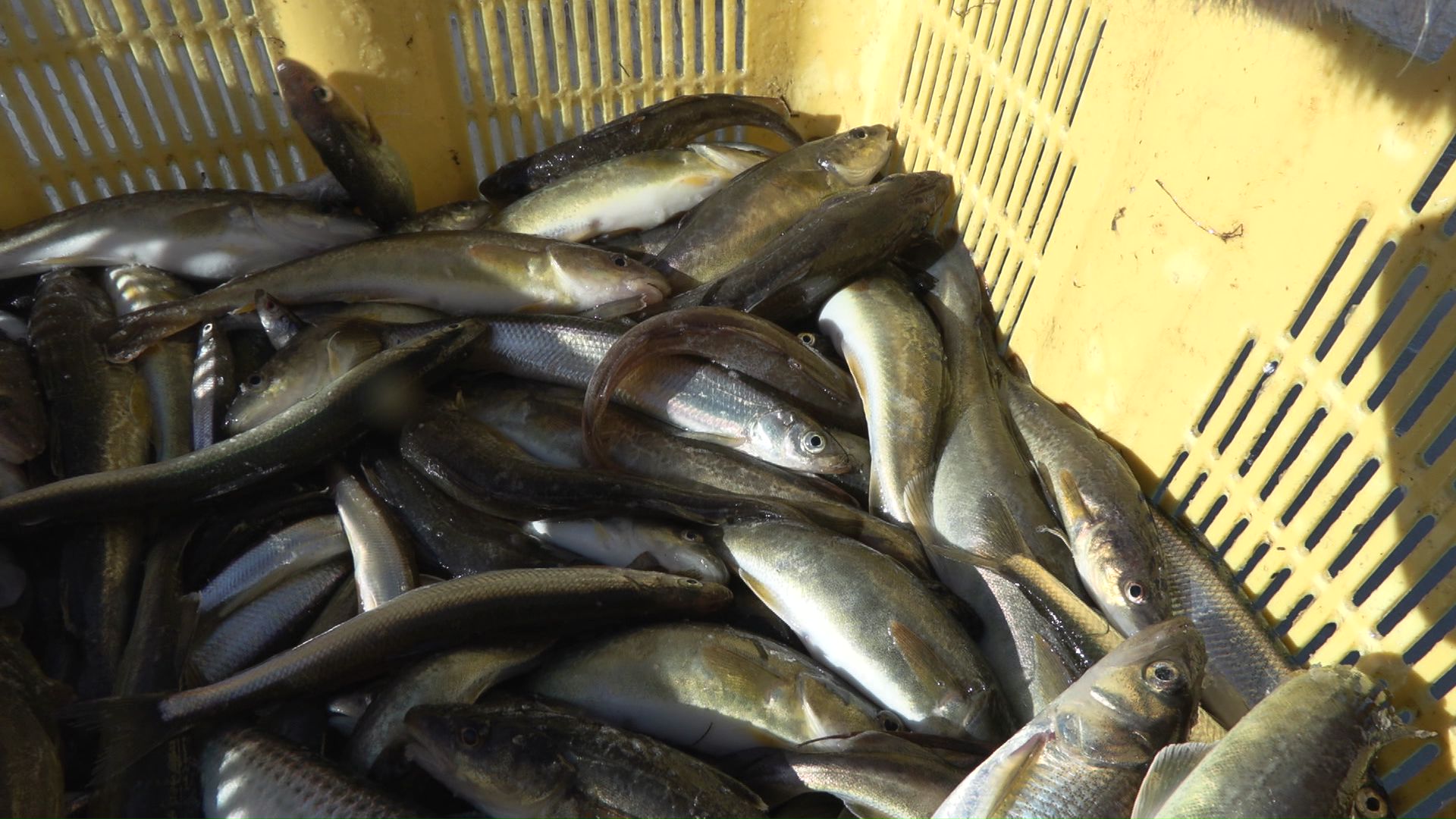 網にはコマイやワカサギが