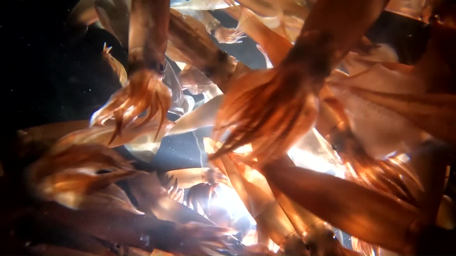 スルメイカ（資料）