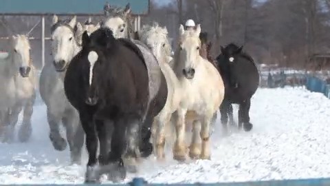 雪原を走るウマたち
