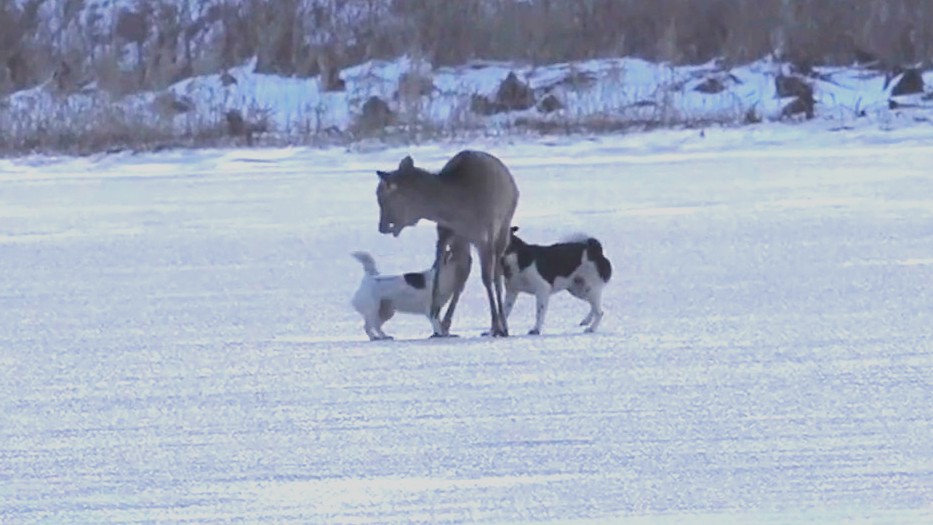 野犬に捕まったシカ(撮影:視聴者)